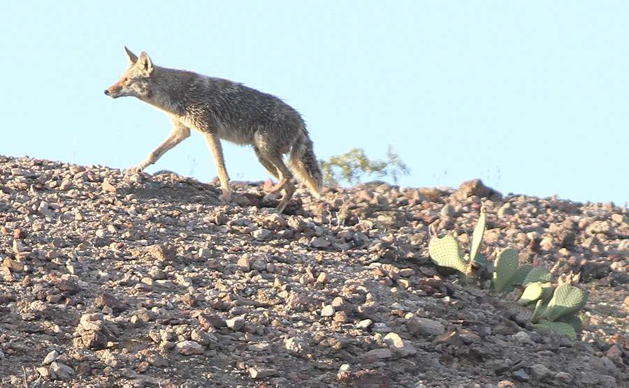 As Tharp would fish down the bank, the coyote would follow.