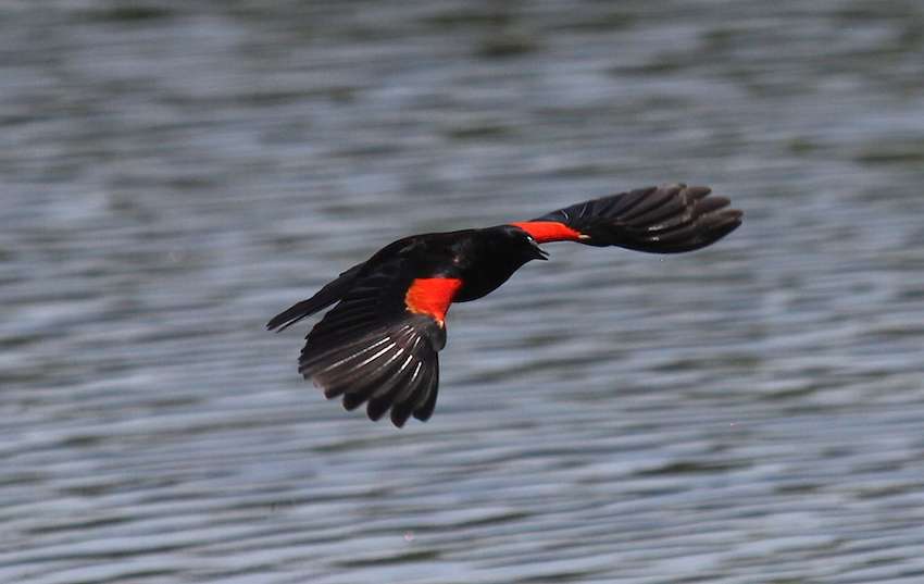 A red-winged black bird swoops in. 