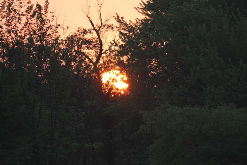 The sun is about to peek through the trees. 