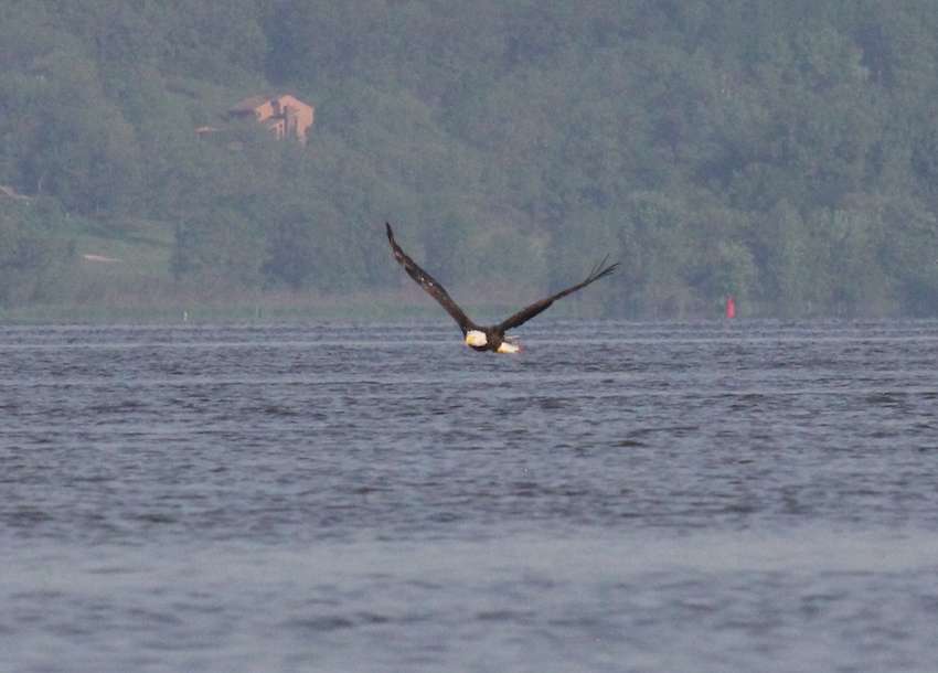 A bald eagle drops in to grab a bite. 