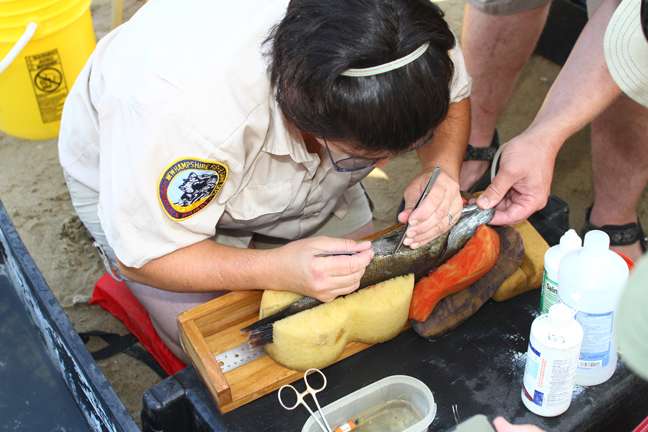 <p>In summer 2014, fisheries biologists with the New Hampshire Fish and Game Department worked with members of the New Hampshire B.A.S.S. Nation to tag bass caught in a tournament on Big Squam and Little Squam lakes. The weigh-in facility is on Little Squam, but researchers were interested to see if the bass released near the weigh-in site would make it back to Big Squam on their own. (You can read the full story <a href=