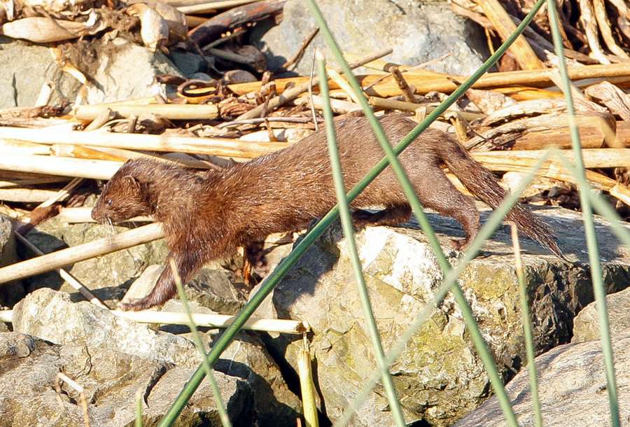The only spectator near Walker was this river otter. 