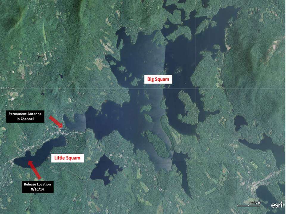 Gabe Gries, a biologist with the New Hampshire Department of Fish & Game, created these maps. The release location is marked at the bottom left on Little Squam Lake, and the permanent antenna in the channel between Big and Little Squam helps keep track of the bass. Fish & Game staff members added the tags to 10 largemouth and 23 smallmouth bass on Aug. 10, 2014, allowed them recovery time, and then released them.