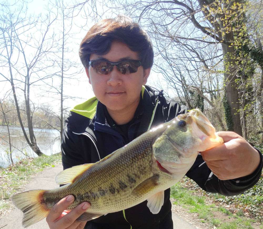 âBeautiful largemouth bass caught at Newton Lake, NJ. The fish was caught on a 5/0 Gamakatsu hook with a 5-inch GY Senko. Awesome coloration under the sun!â Submitted by Leo