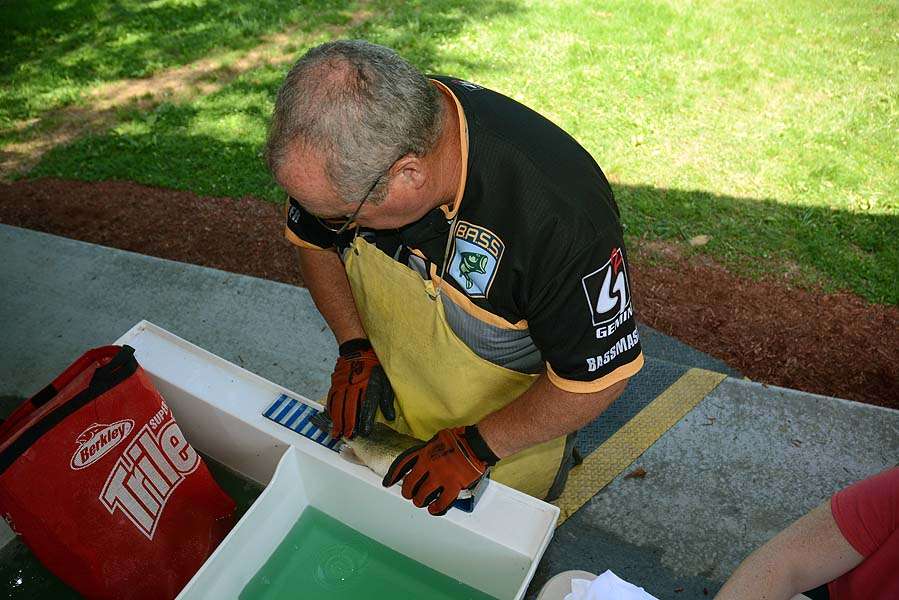 Alan Pierce stays busy throughout the weighing ensuring each fish meets the minimum size limit. 