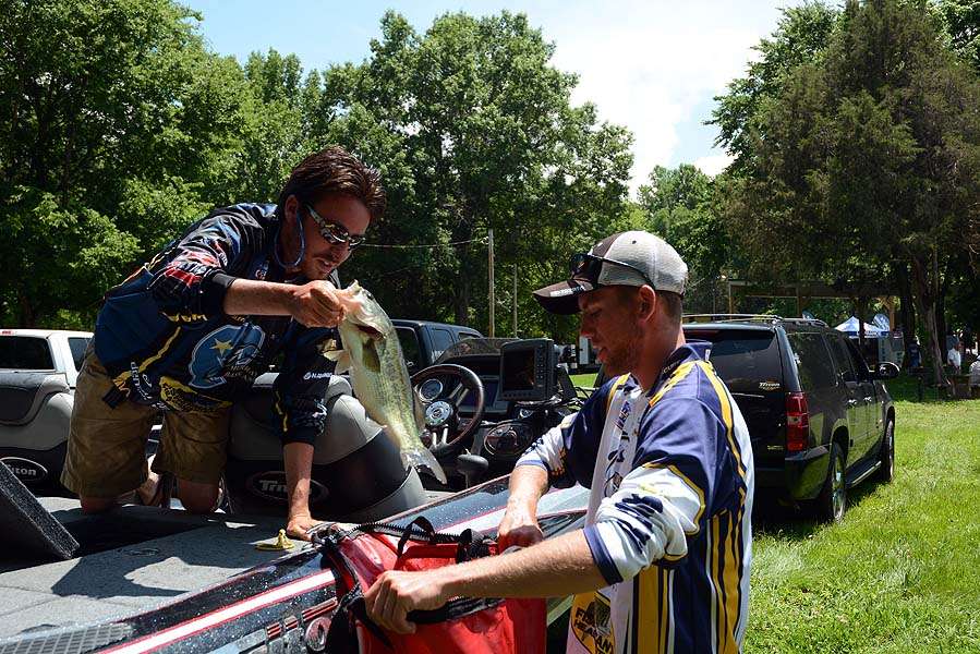 Murray State Universityâs Lance Freeman transfers fish from the livewell into the weigh-in bag held by Seth Brock. 