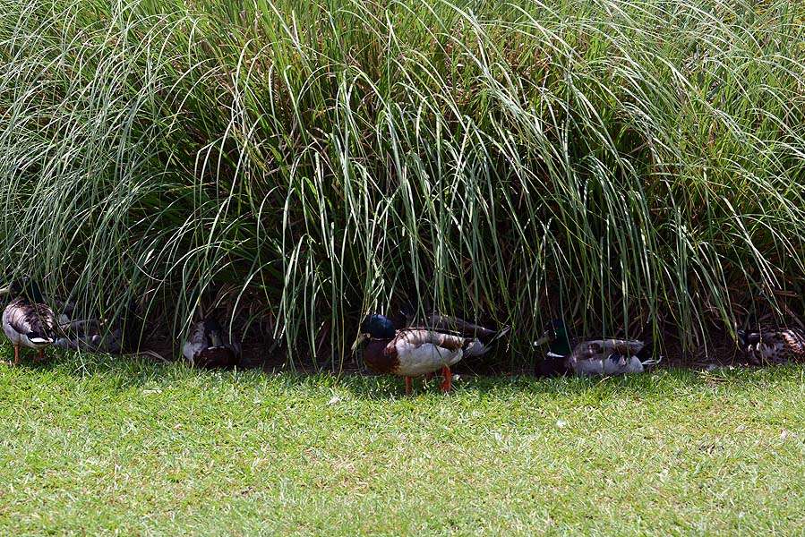 How hot and humid is it? So hot the ducks huddle up in the shoreline bushes to cool off. 