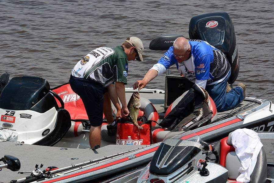 Frank Morton drops a keeper into his weigh-in bag. The Mississippi angler is the highest ranked on his state team with 13-7. 