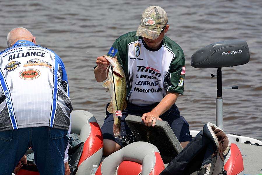 Eventual Day 2, second-place angler Preston Frazell loads his limit of bass for the weigh in.