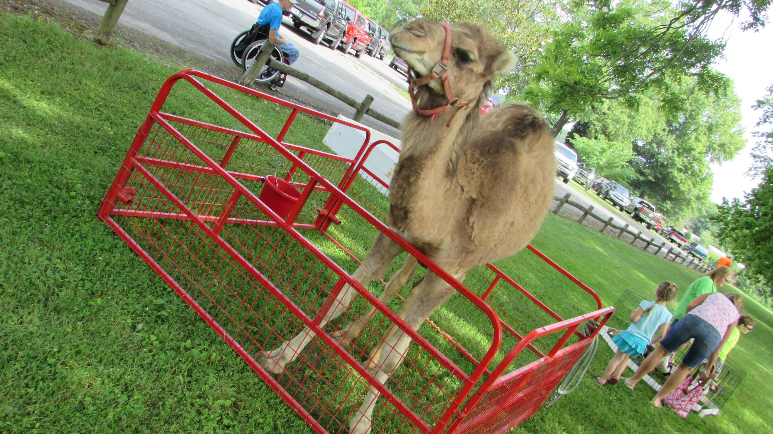 ...and a friendly camel.