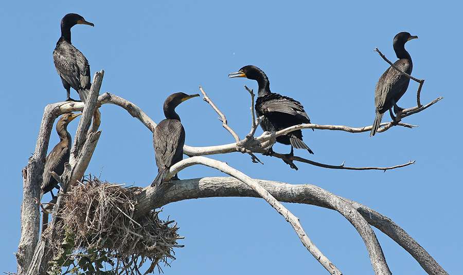 ...a treetop full cormorants...