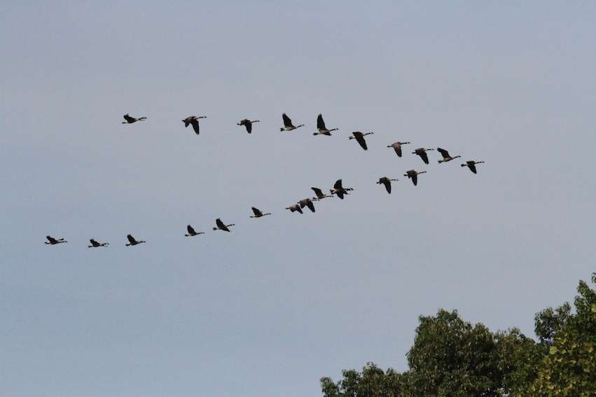 Geese fly in formation overhead. Perhaps they heard the rumor that these anglers knew where the fish were.