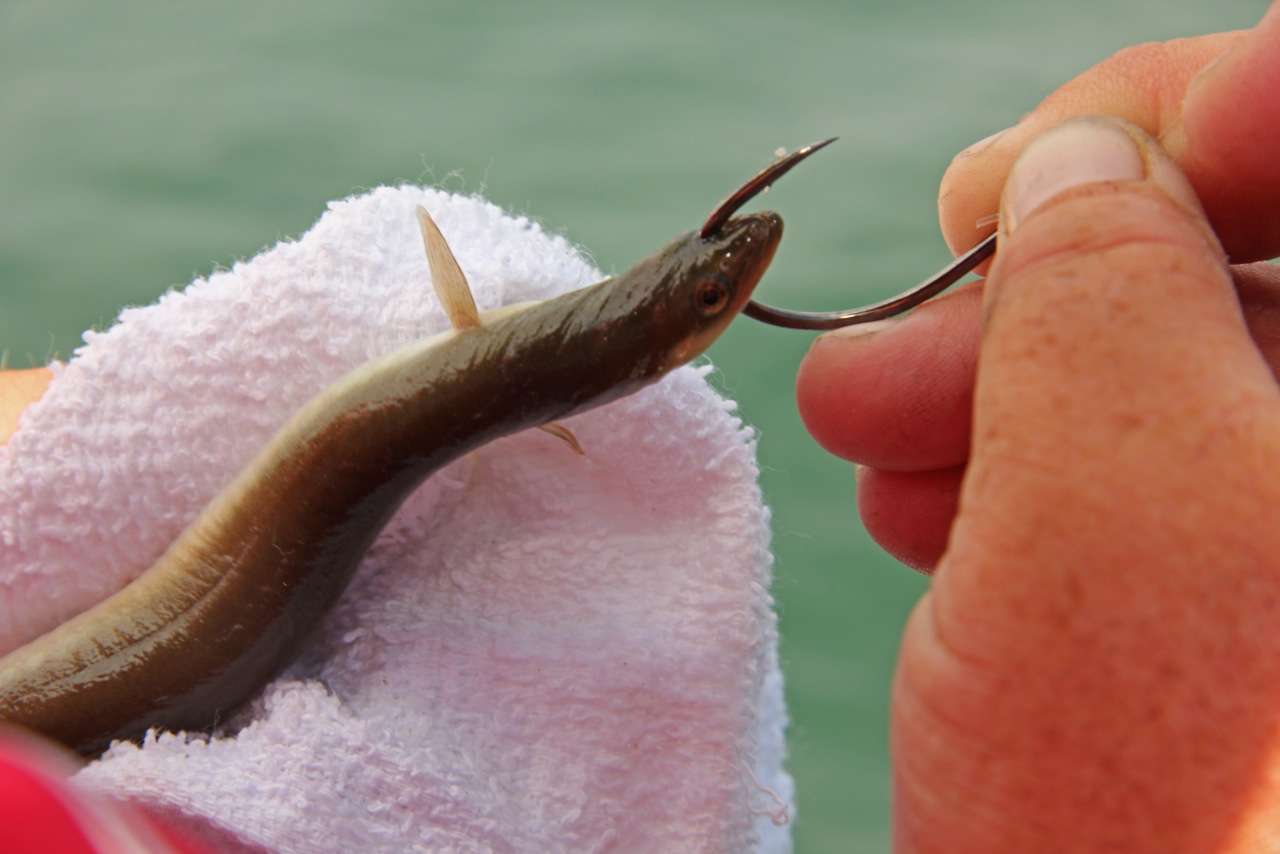 A 7/0 âoctopusâ style hook snatches the eel through the head. A towel must be used to grip the super slippery bait for rigging.