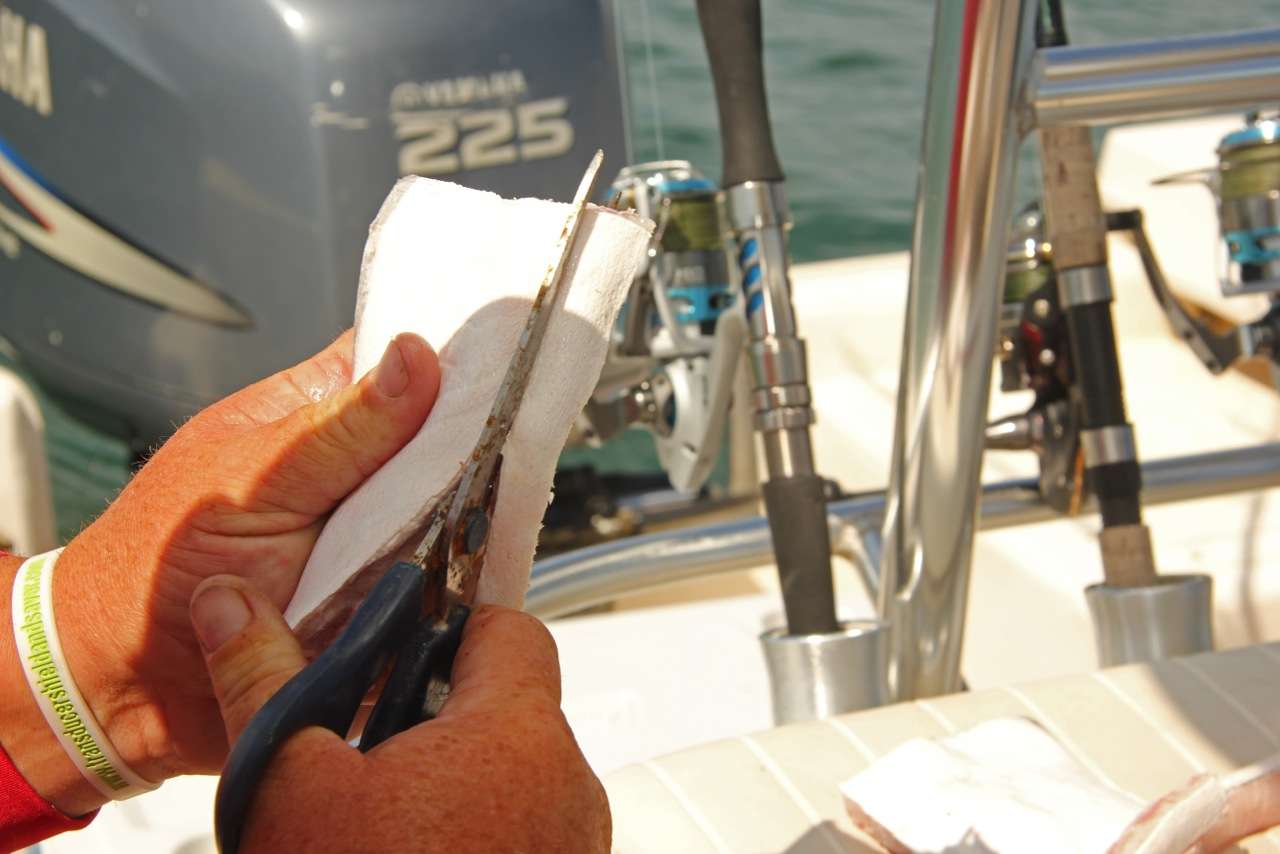 Cobia fishing proves frustratingly tough. So like he does with such proficiency as a top-ranked pro bass angler â Powroznik adjusts, and begins to cut strips of Cobia belly saved from a previous trip â to be used as bait for flounder.