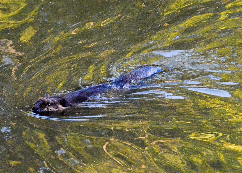 A beaver slides past. 