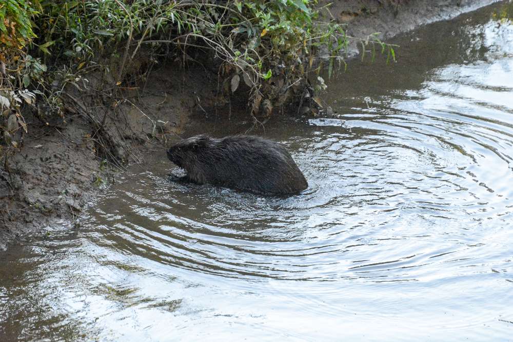 The beaver is not a fan of boats in it's part of the world, and heads off to its nest. 