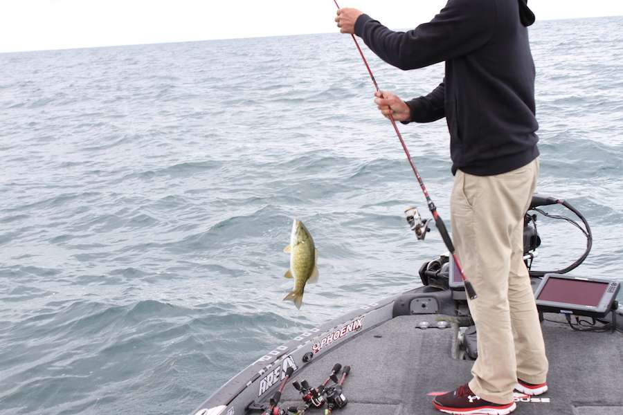 Another average smallmouth. St. Clair, Erie and Huron are loaded full of healthy smallmouth.
