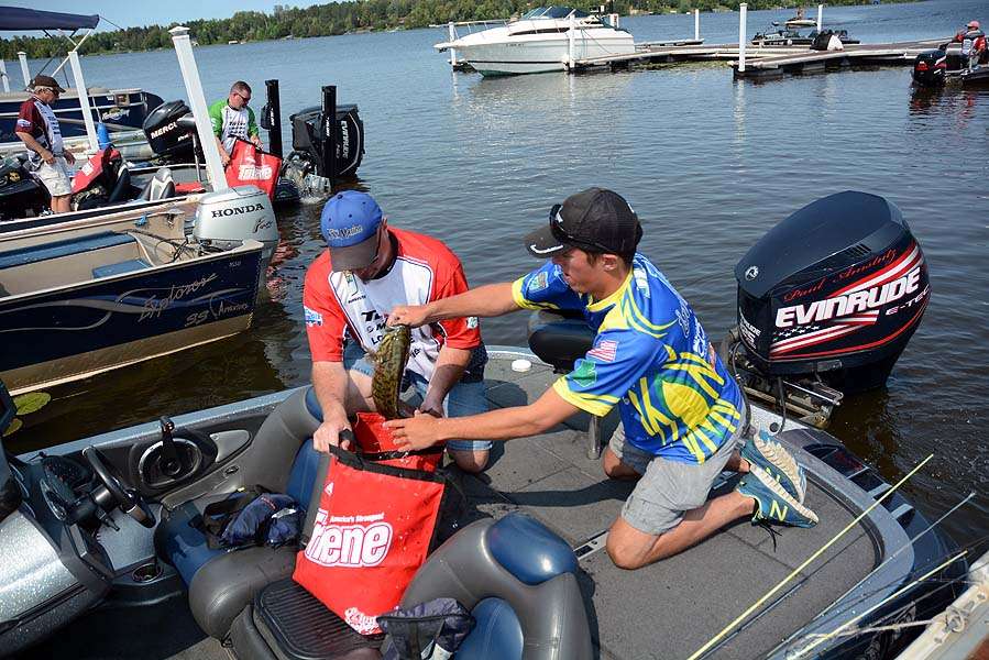 Kyle Jump of the Michigan Nation drops a smallmouth into his Berkley weigh-in bag.