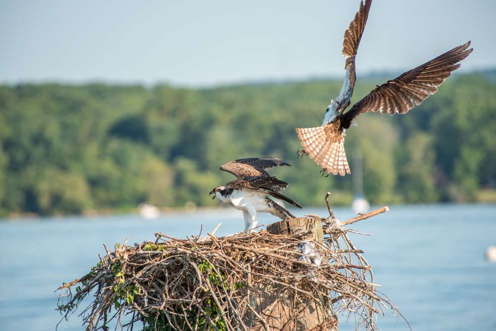 Two ospreys fly back and forth to their nest above the marina. 