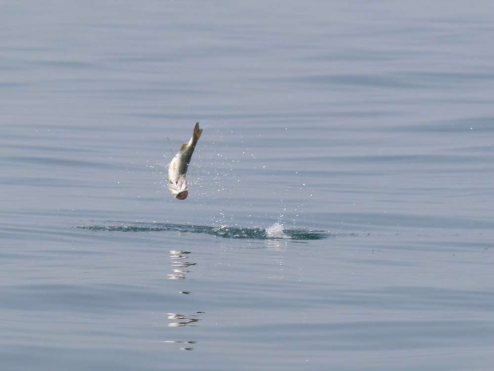 A solid fish leaps from the water.