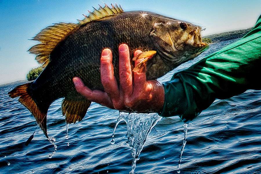 No one can really put a finger on when Americaâs bass fishermen fell in love with smallmouth bass.