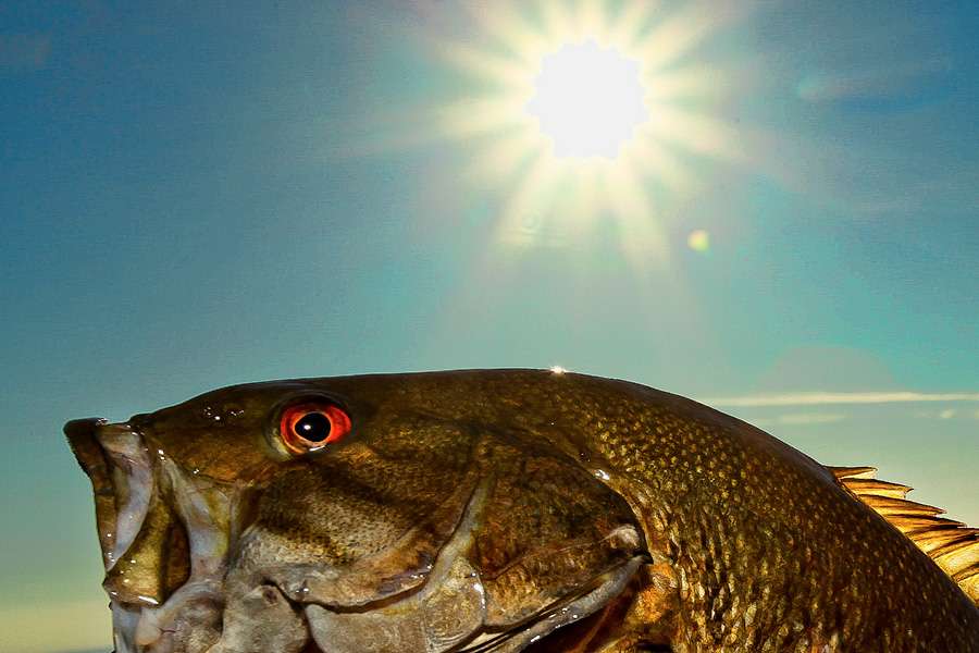 You can see it in a smallmouthâs eyes; even they look full of blood and menace.