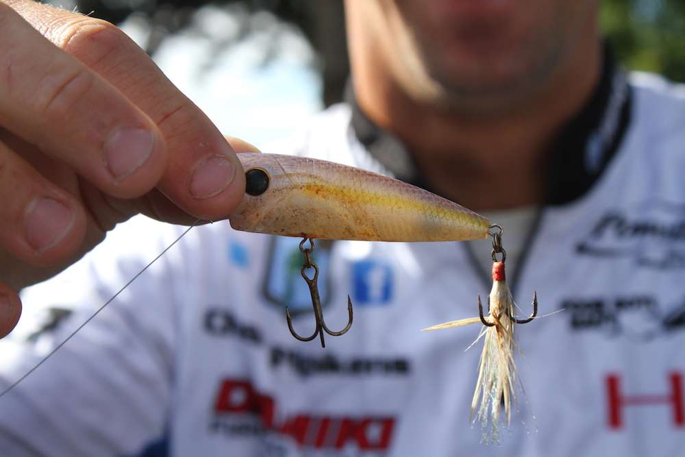 The Damiki DPop 70 in Real Shad is his topwater choice. He likes the feathered treble because for him, it resembles a baitfish tail and it gives a subtle action. 