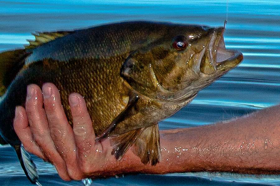 Over time, smallmouth bass have become the favorite prey of Bassmasters everywhere.