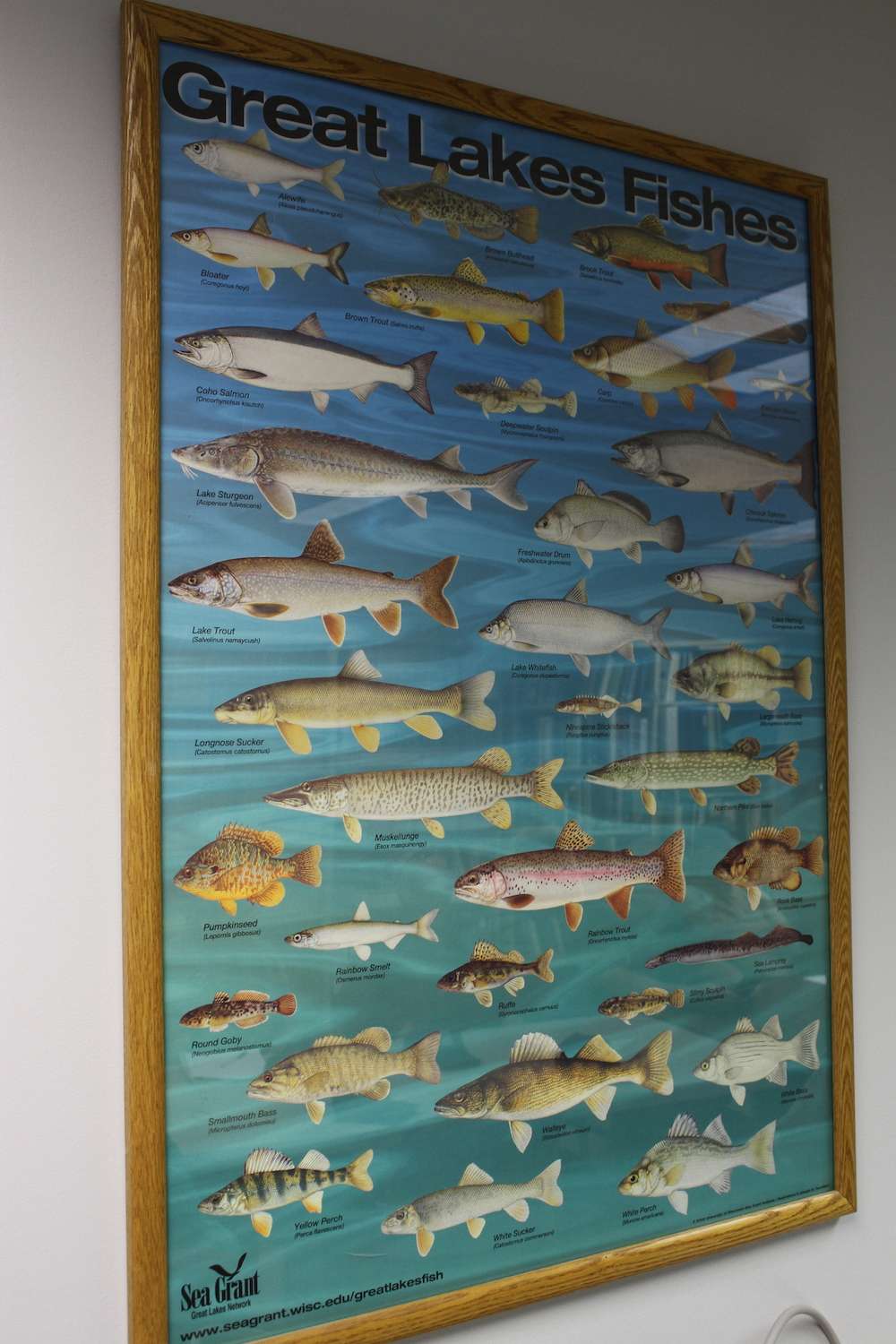 A poster on the wall shows the species that swim in Lake Erieâs waters.
