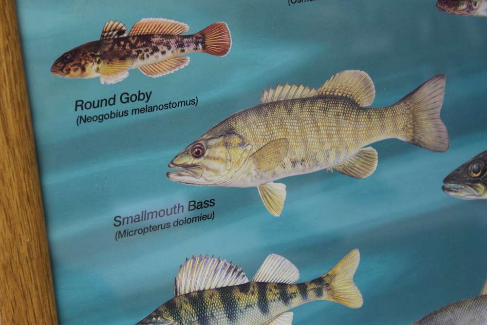 But smallmouth and largemouth are the targets this week for the Opens anglers.