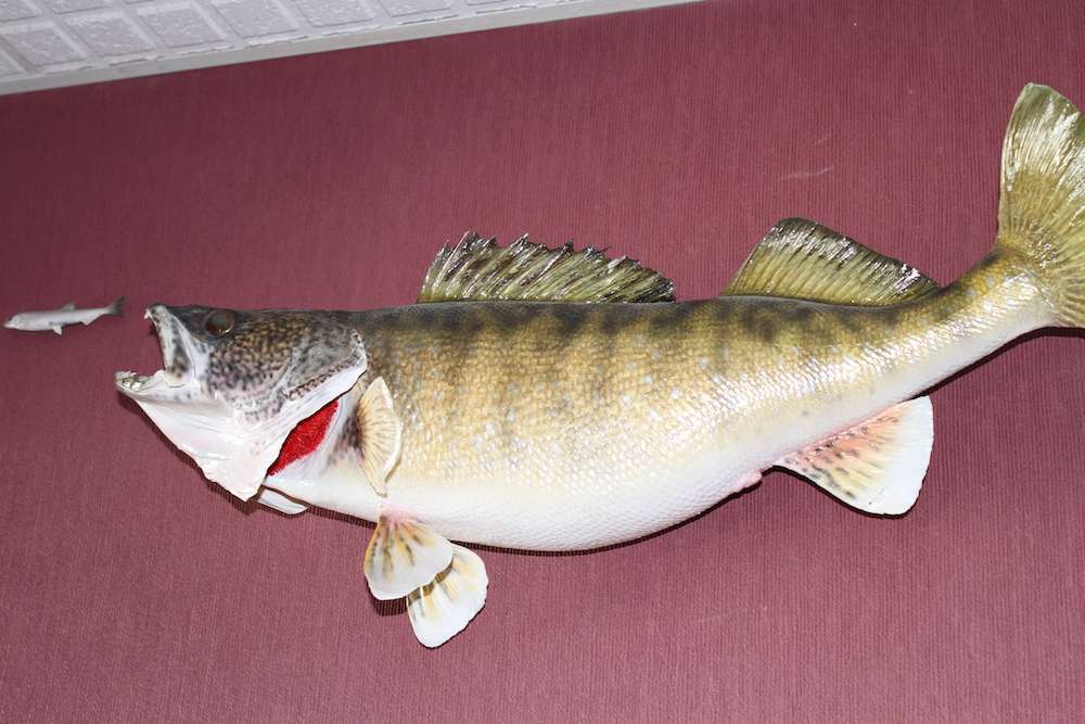 Lake Erie is known as one of the prized Walleye lakes in the nation.