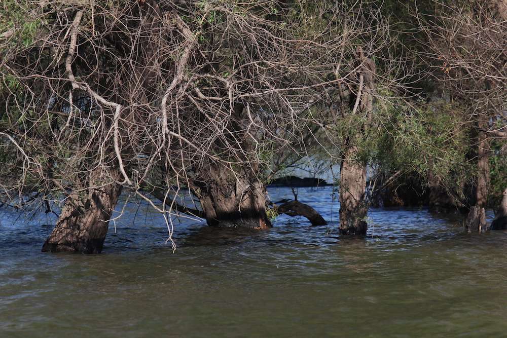 Flooded willows, stumps and bushes provide shallow cover for the Fort Gibson bass. 
