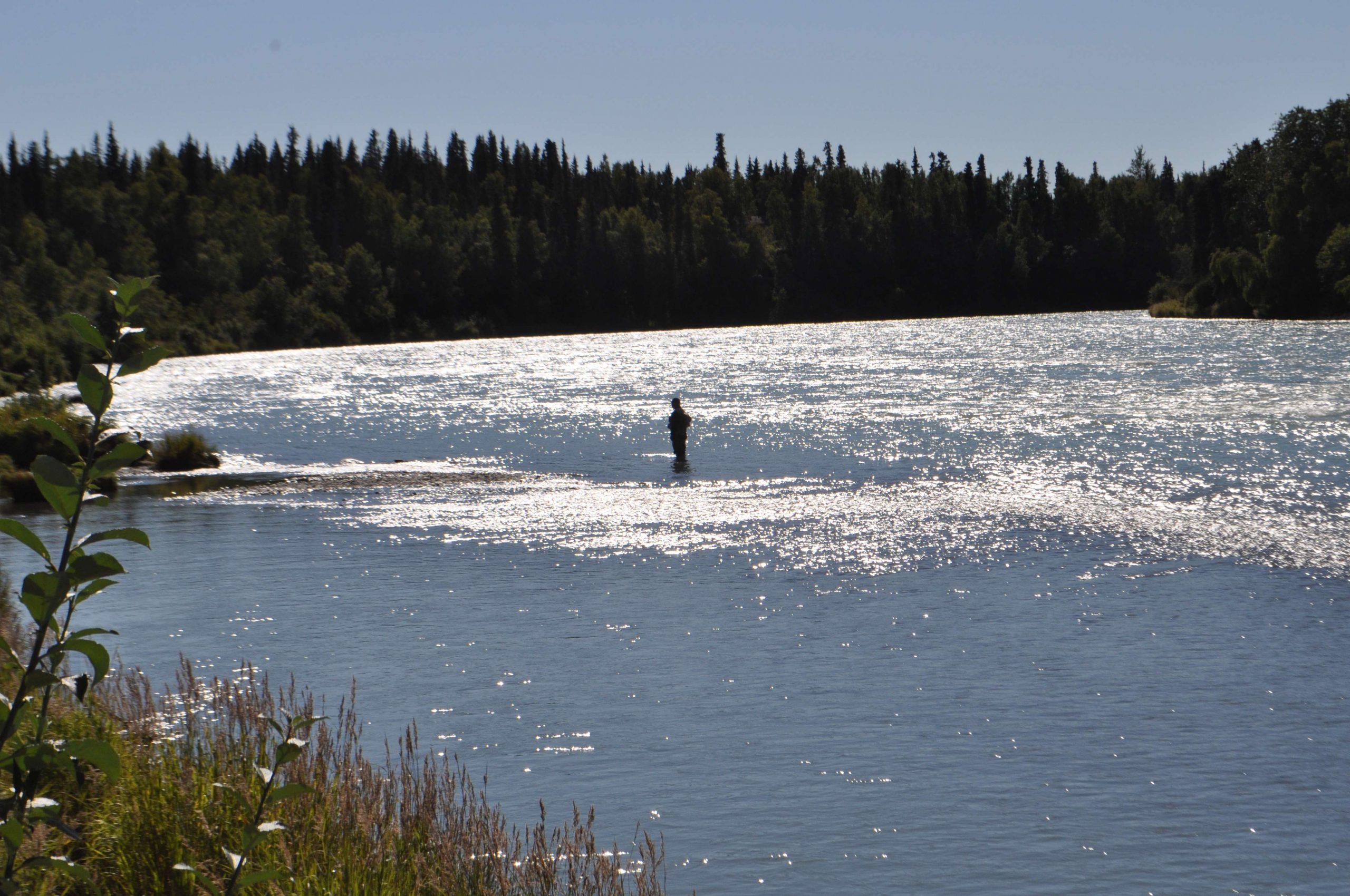 A salmon fisherman wades out into the Kenai River from an access point developed by the Kenai River Sportfishing Association.