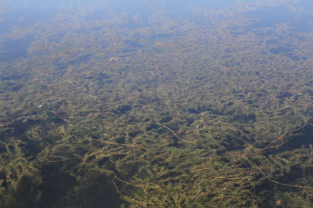 There are some thick grass mats on Lake Guntersville.
