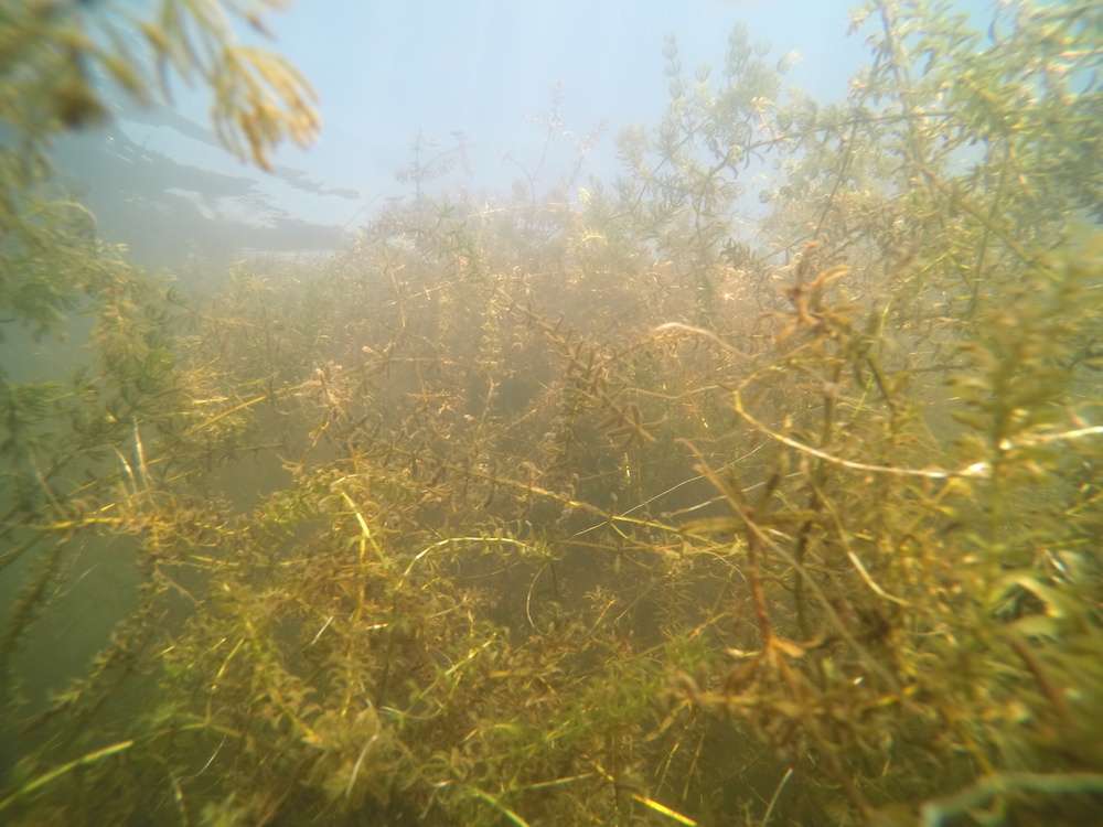 This provides a great habitat for bass to hide, feed and ambush bait throughout the fall season. Martens explained that the grass he was targeting was hydrilla with milfoil mixed in.