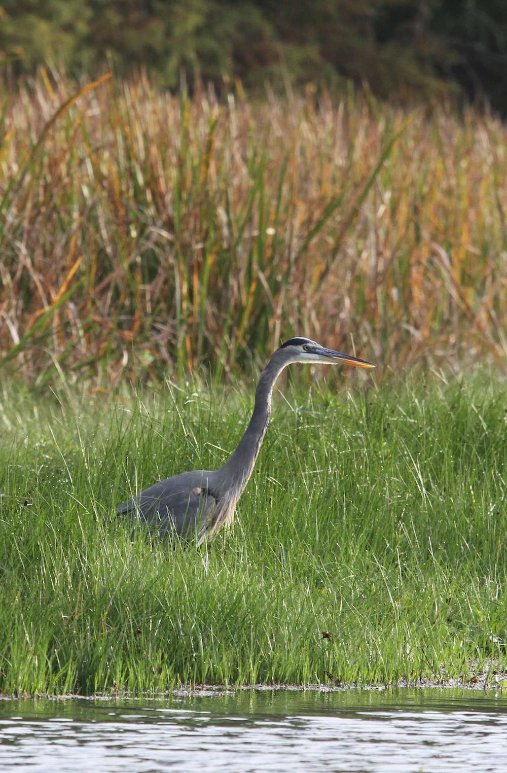 This blue heron has setup shop in the grass. 
