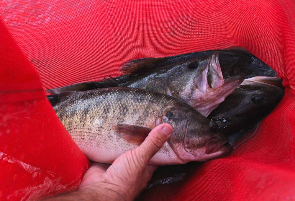 A few shoal bass in the bags here this week. The Flint River, which flows into Lake Seminole, is loaded with shoal bass. 