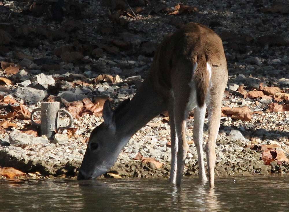 The deer takes a sip...