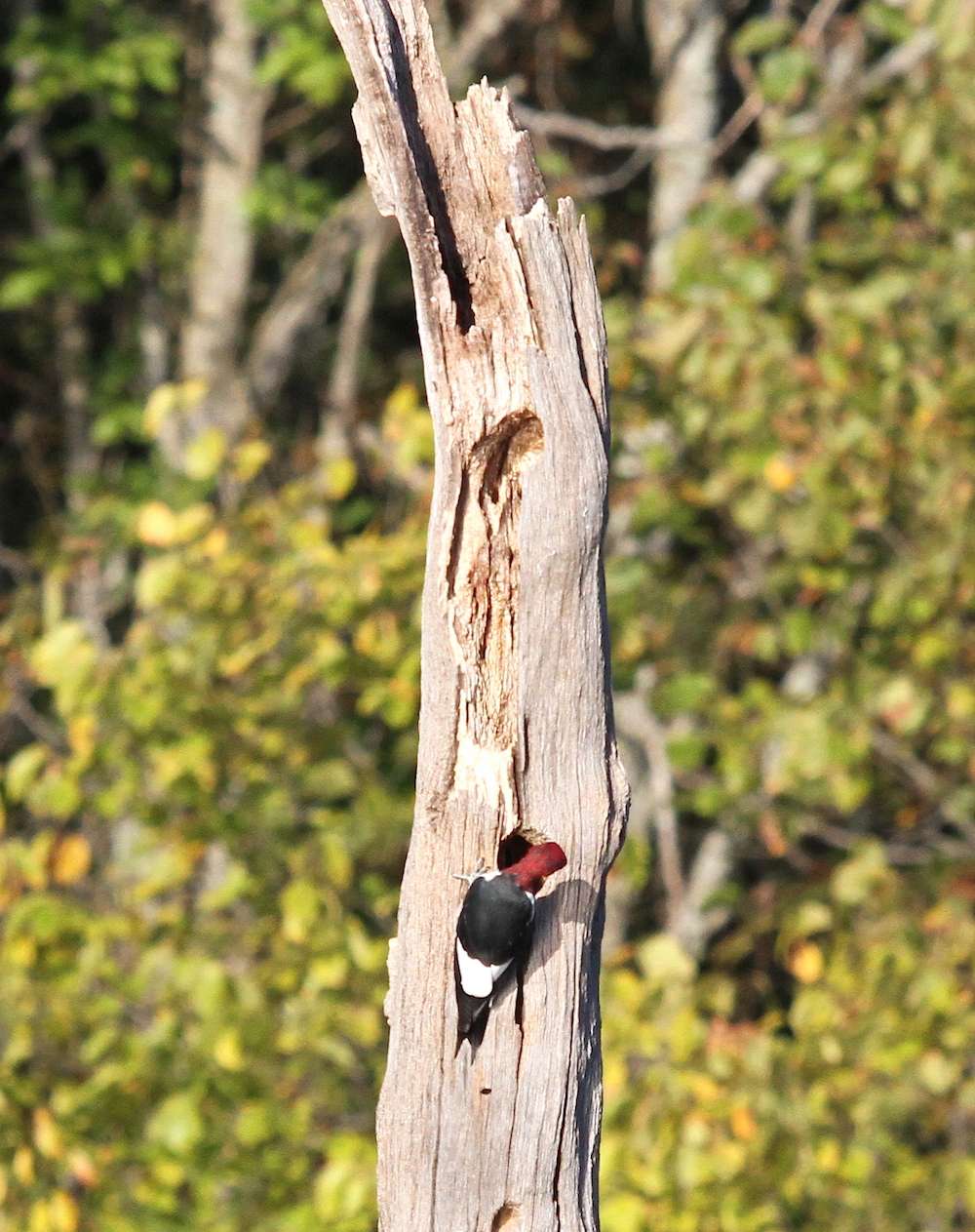 This woodpecker played peekaboo with Watson as he made his way down the bank.