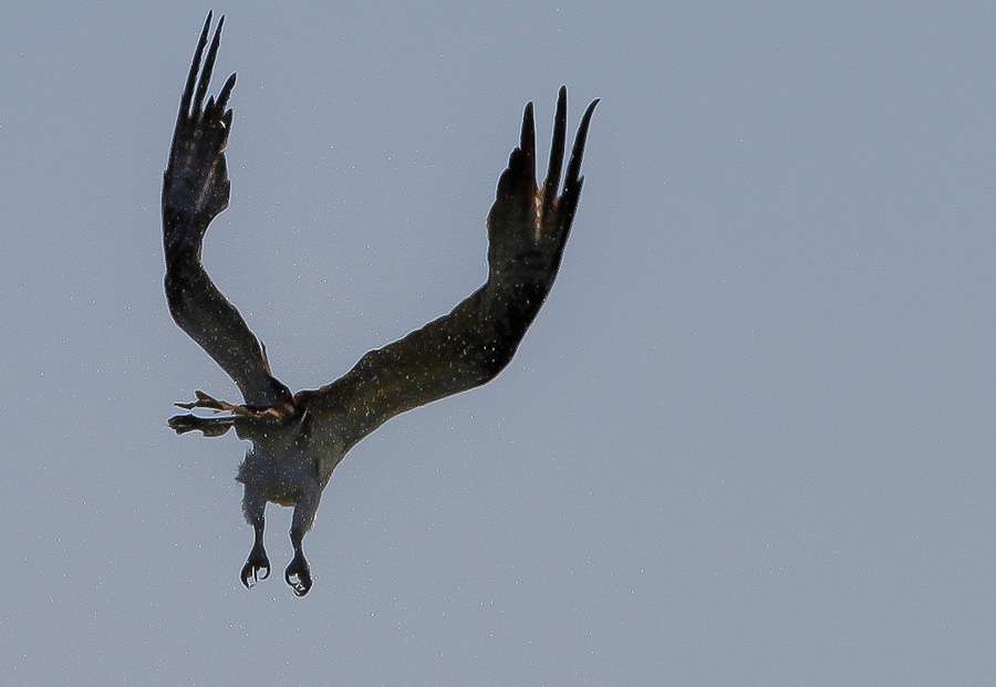 An osprey, however, is probably a fan of a morning mud fish. 