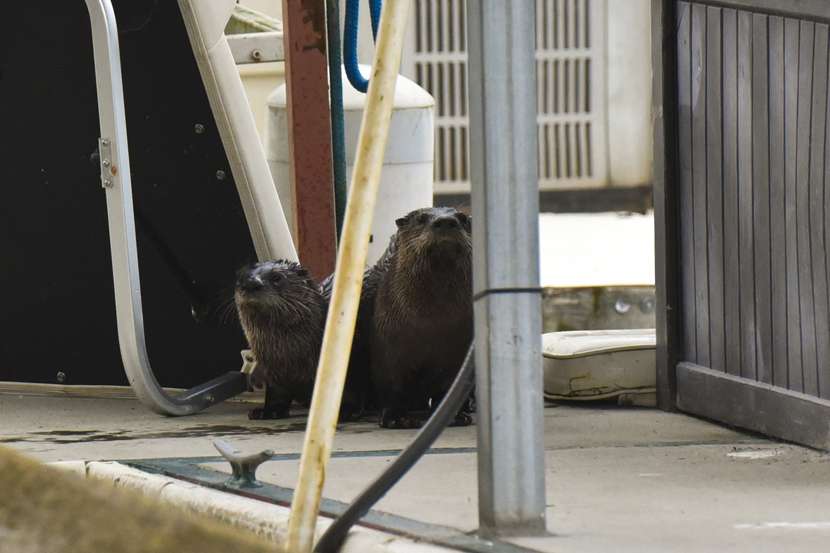 It is not common, however, to see otters. âIâve never seen otters in Douglas before in my whole life,