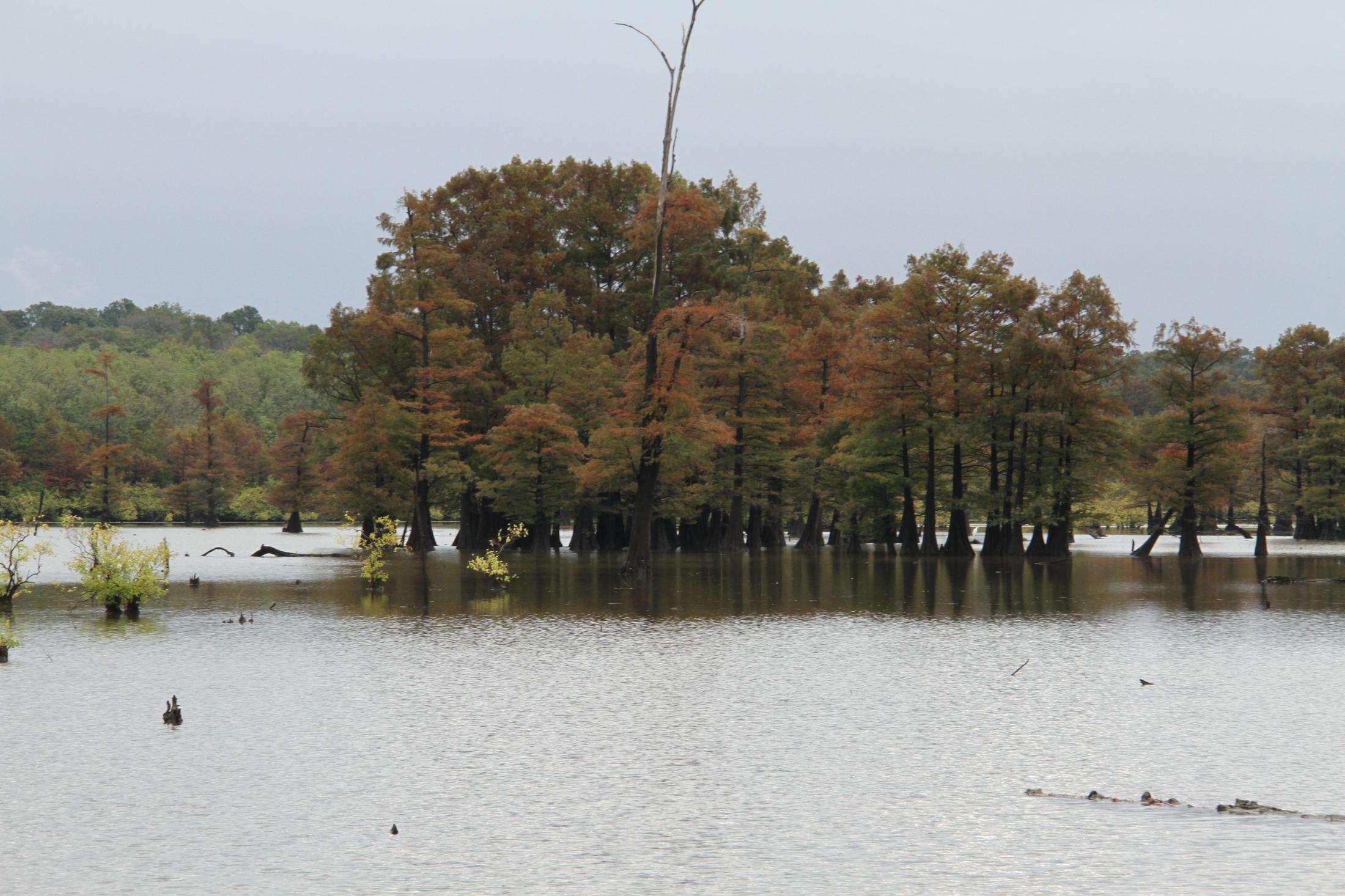 The cypress trees seem to play a role in the pattern each of the anglers are focusing on. Of course, this shouldn't be a surprise since the trees are literally eve-ry-where.
