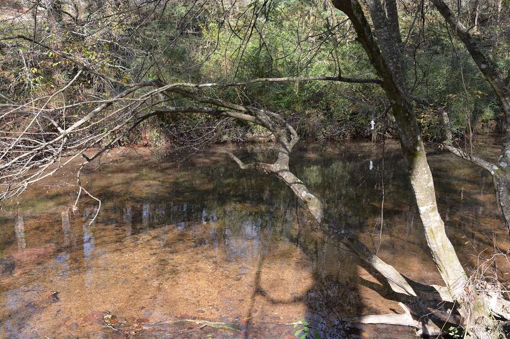 Keeping cool, clear waters like Turkey Creek flowing, and protecting the creek's endangered darter fish, is an important mission for both the Turkey Creek Nature Preserve and the Freshwater Land Trust.