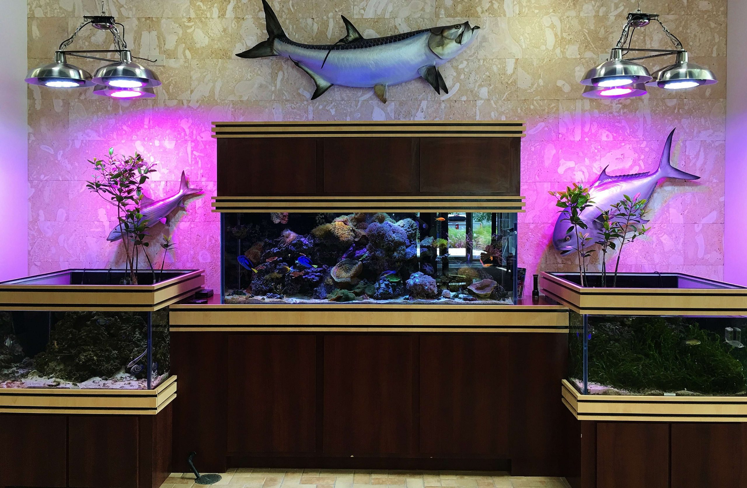 This huge saltwater fish tank display is set up in the facilityâs main lobby. For a more natural effect, Oliverio added live mangroves beneath grow lights â further connecting the brand to its saltwater roots.