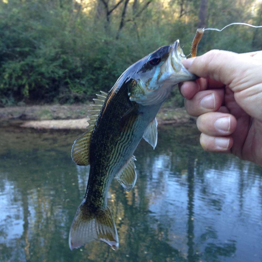 ...and even catch a few of the small red-eye bass that call Turkey Creek home.