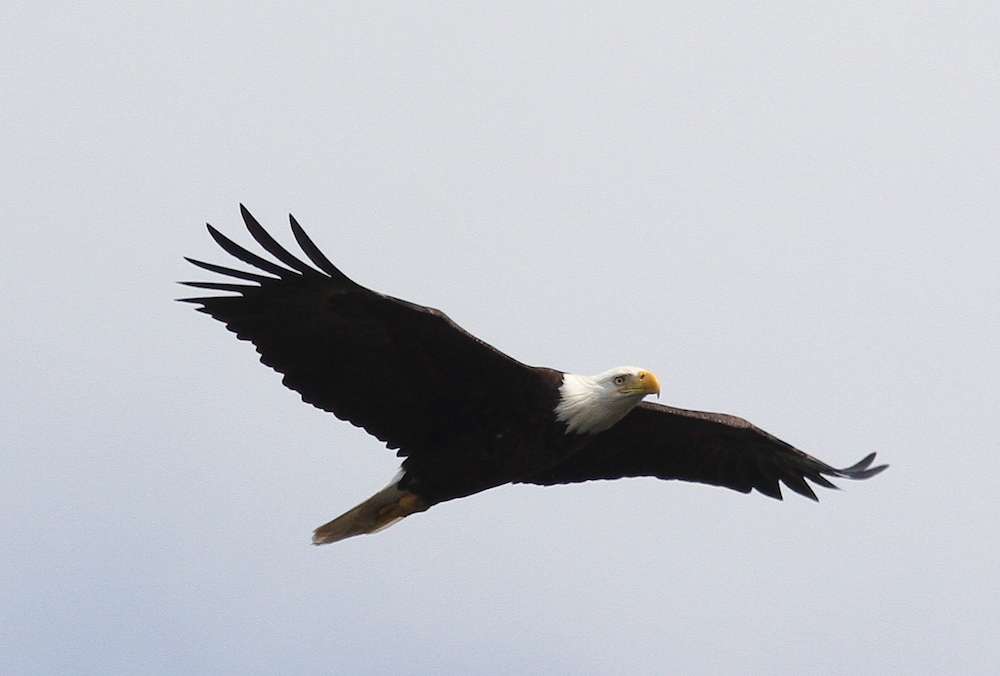 A bald eagle soars over head...