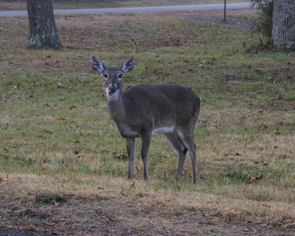 A deer walks along the road from the State Park Lodge to the boat ramp.