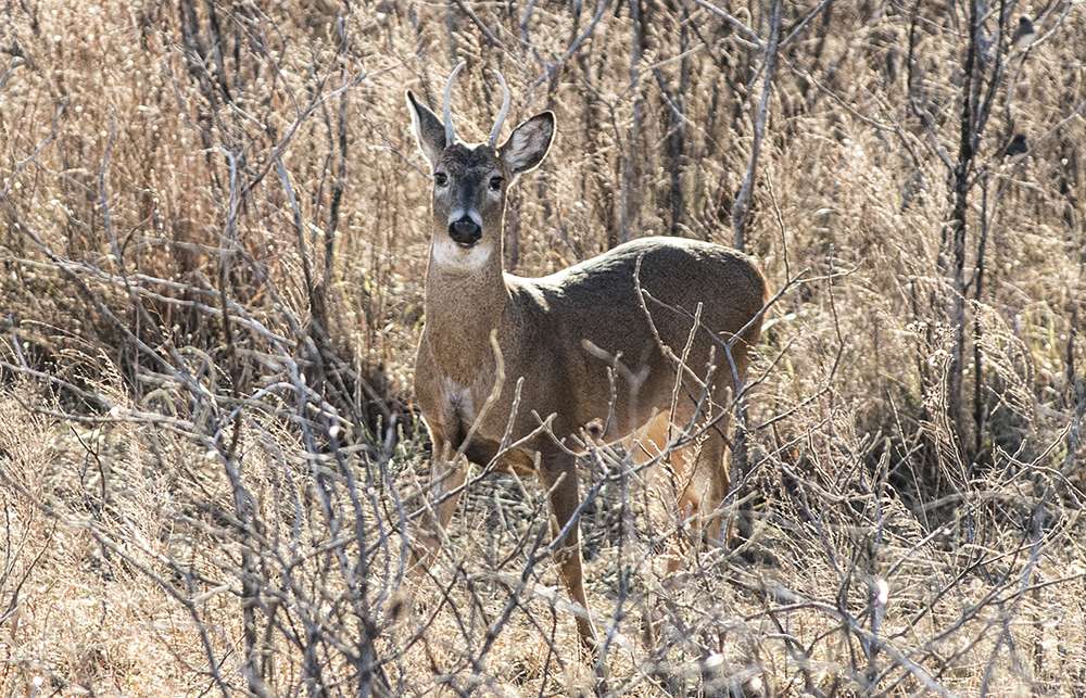 Kansas is home to a healthy whitetail deer population 
