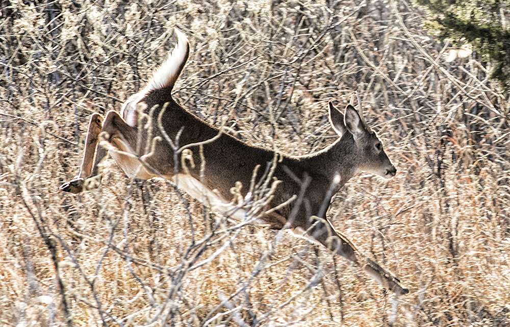 Hunters come from all over the country for an opportunity to kill one of the stateâs big deer. Few would bother with a deer this small.