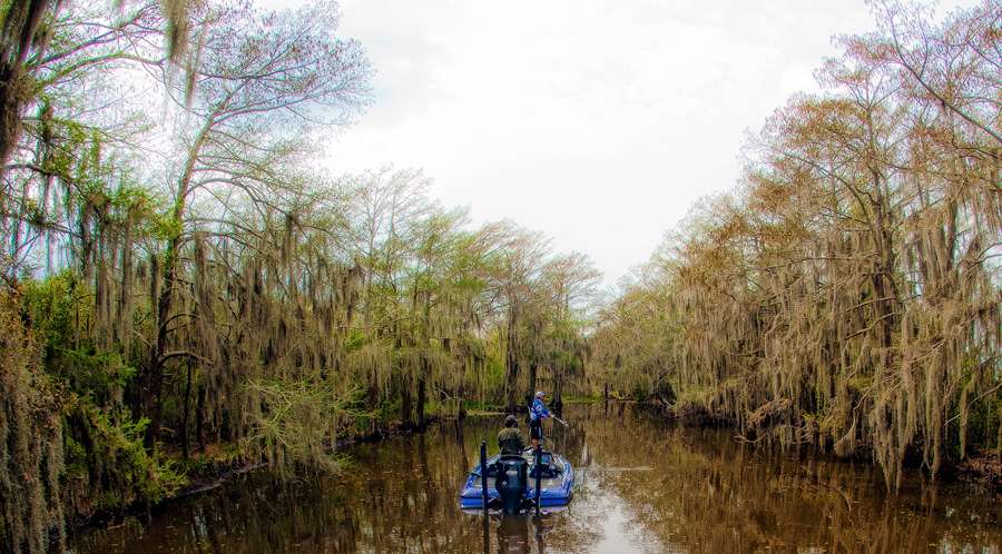 â¦to the swamps of Louisiana and Texas. 
